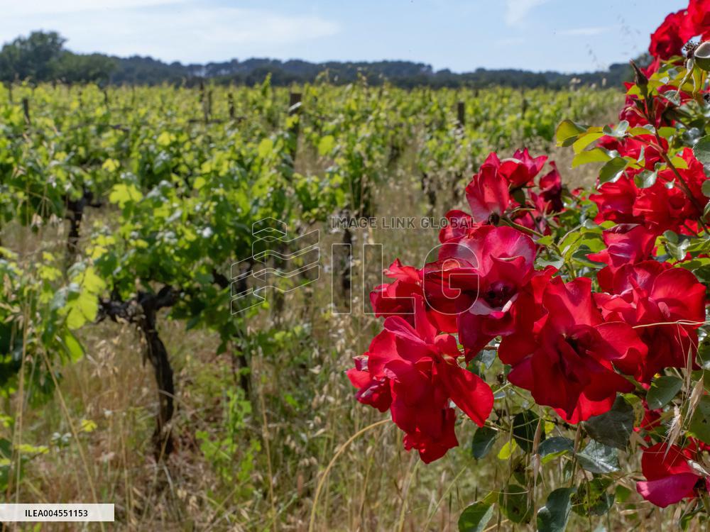 Provence Vineyards Poppies and Roses Signal Untreated Land - Provence