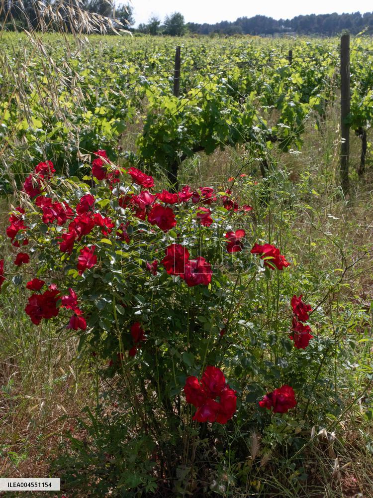 Provence Vineyards Poppies and Roses Signal Untreated Land - Provence