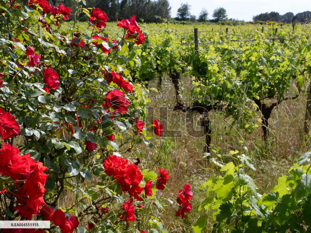 Provence Vineyards Poppies and Roses Signal Untreated Land - Provence