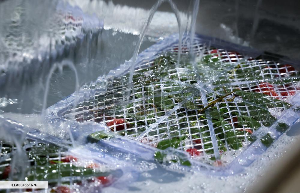 Chinese Lychees Production - China