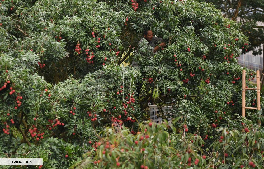 Chinese Lychees Production - China