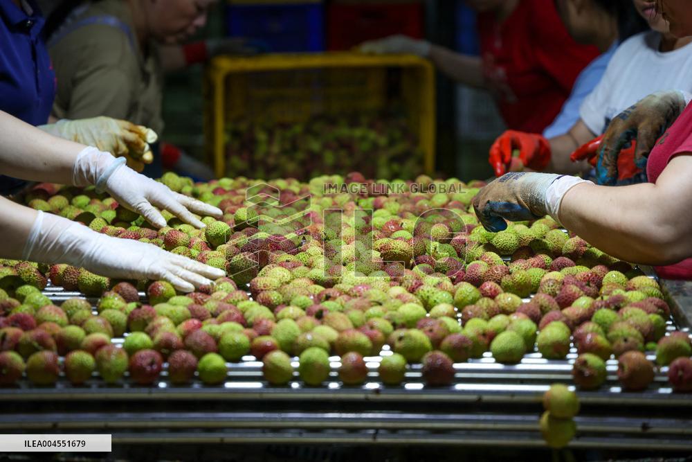 Chinese Lychees Production - China