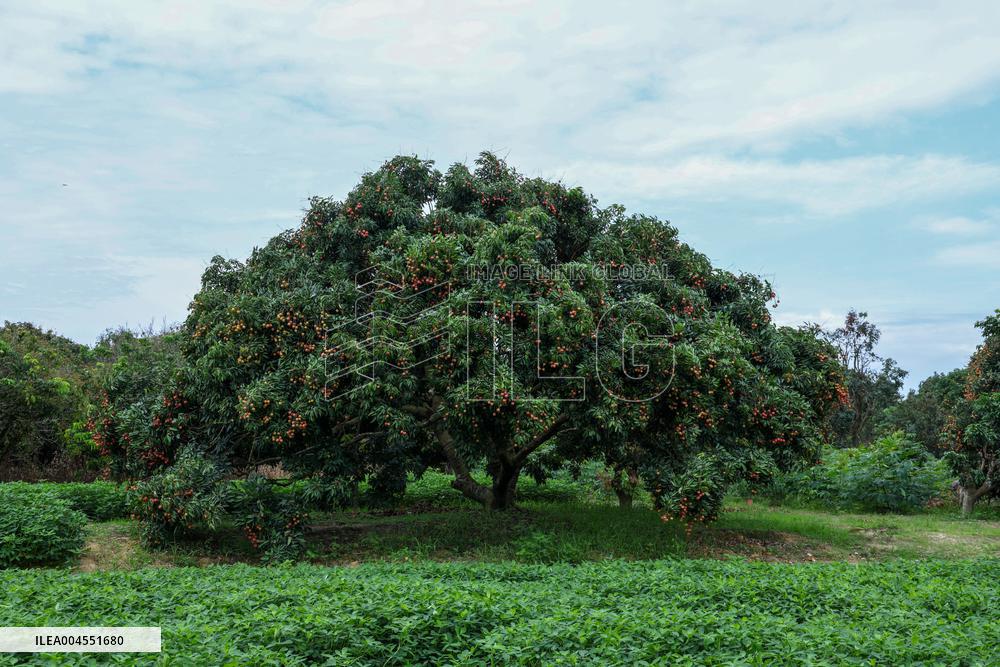 Chinese Lychees Production - China