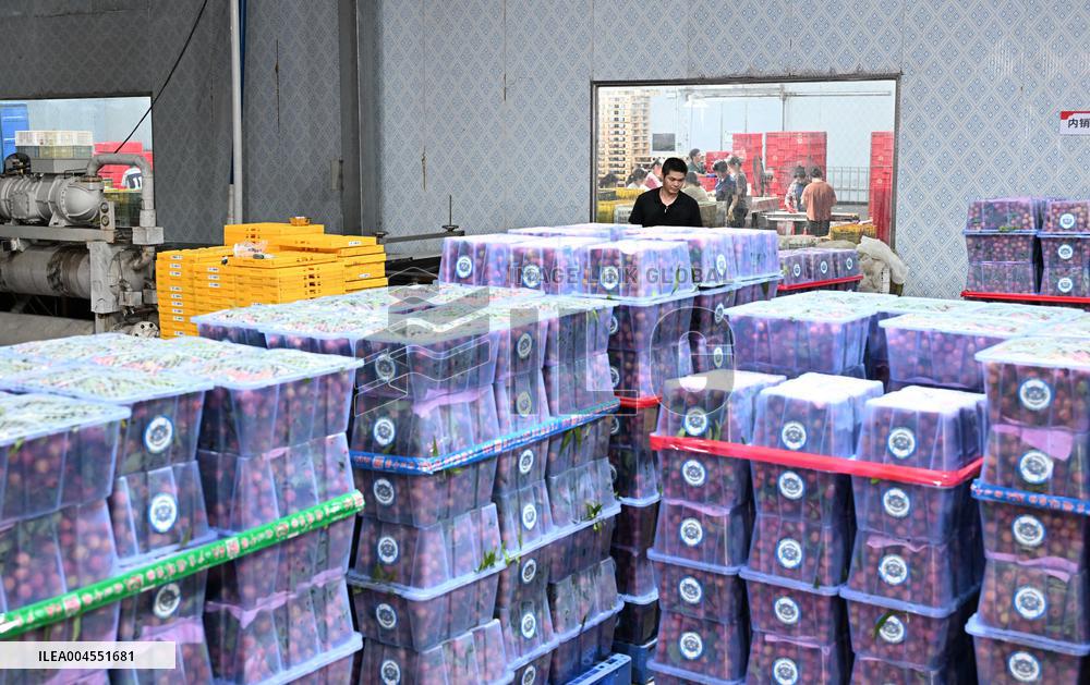 Chinese Lychees Production - China