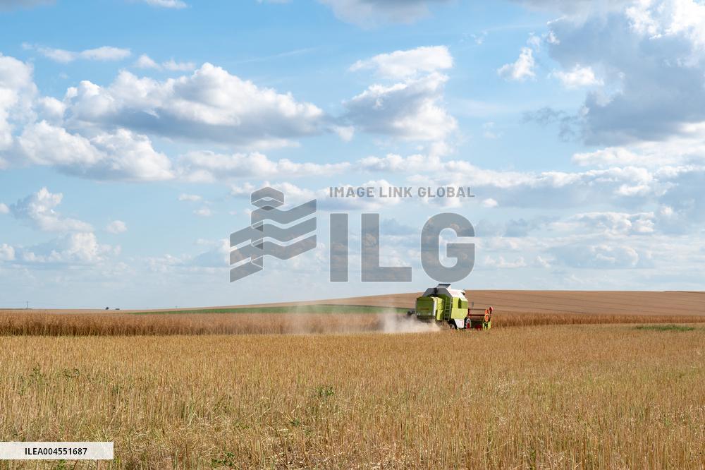 Rapeseed Harvest Illustrations - France