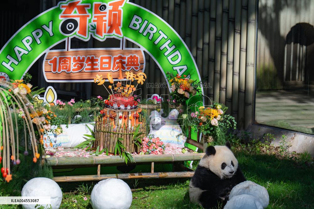 Giant Panda Qiying First Birthday Celebration in CHongqing Zoo