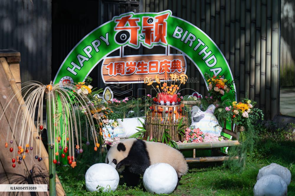 Giant Panda Qiying First Birthday Celebration in CHongqing Zoo