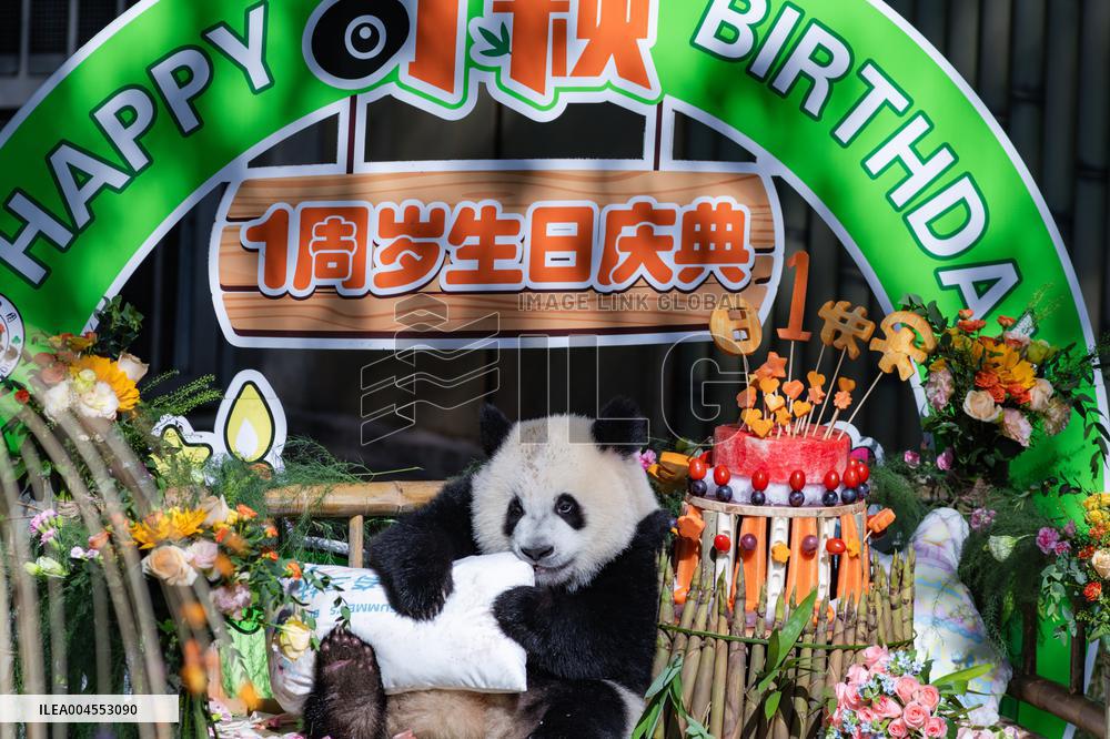 Giant Panda Qiying First Birthday Celebration in CHongqing Zoo