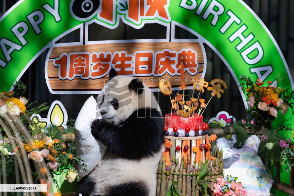 Giant Panda Qiying First Birthday Celebration in CHongqing Zoo