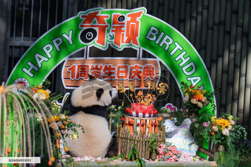 Giant Panda Qiying First Birthday Celebration in CHongqing Zoo