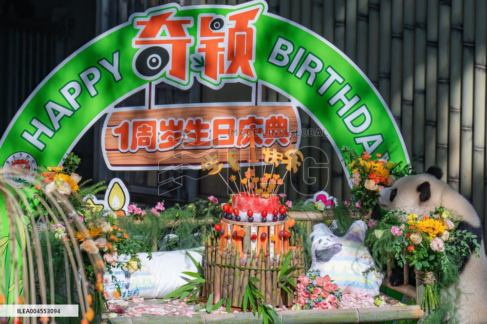 Giant Panda Qiying First Birthday Celebration in CHongqing Zoo