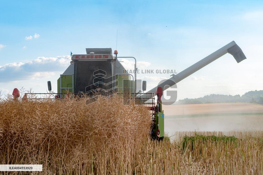 Rapeseed harvest near Chamoy in Aude - France