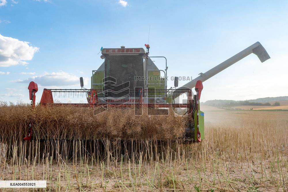 Rapeseed harvest near Chamoy in Aude - France