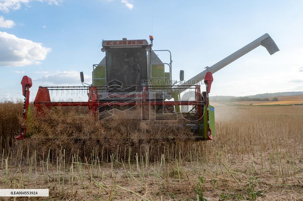 Rapeseed harvest near Chamoy in Aude - France