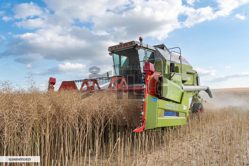 Rapeseed harvest near Chamoy in Aude - France