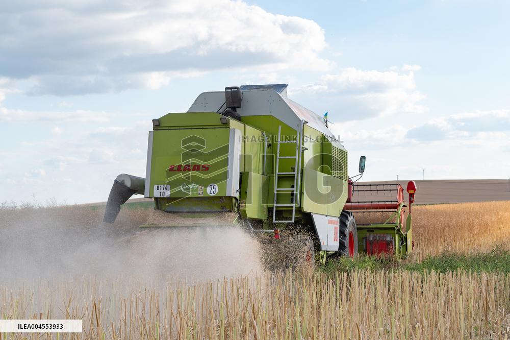 Rapeseed harvest near Chamoy in Aude - France