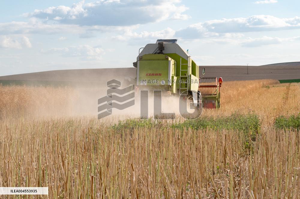 Rapeseed harvest near Chamoy in Aude - France