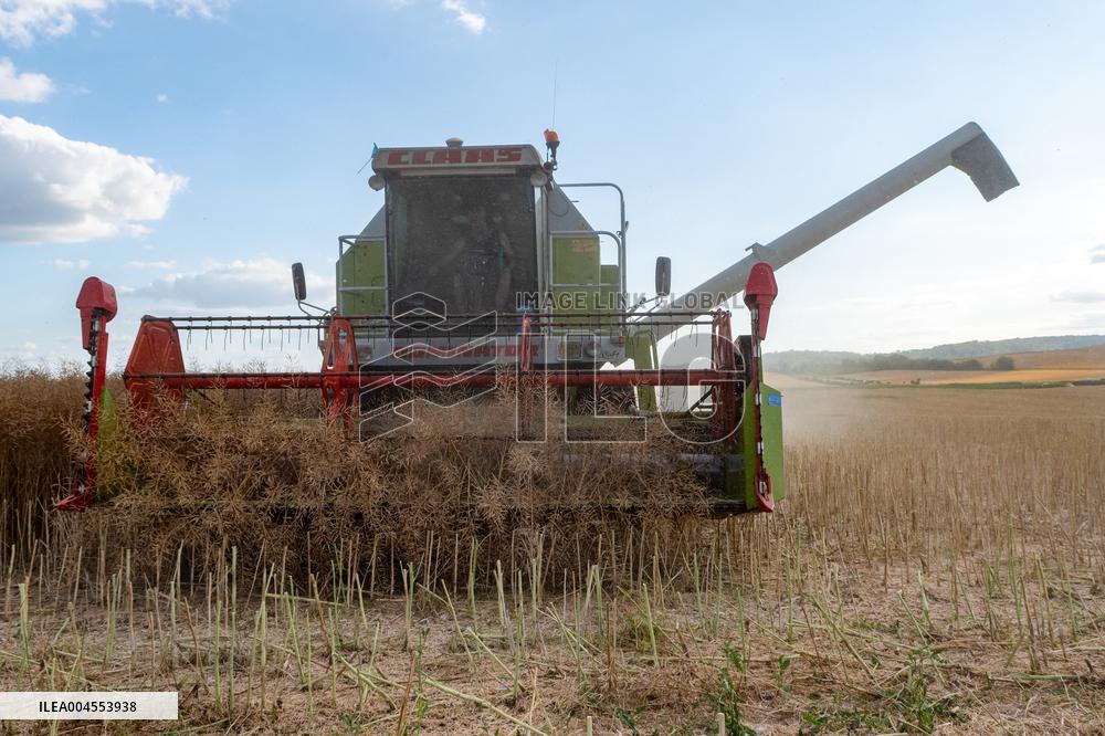 Rapeseed harvest near Chamoy in Aude - France