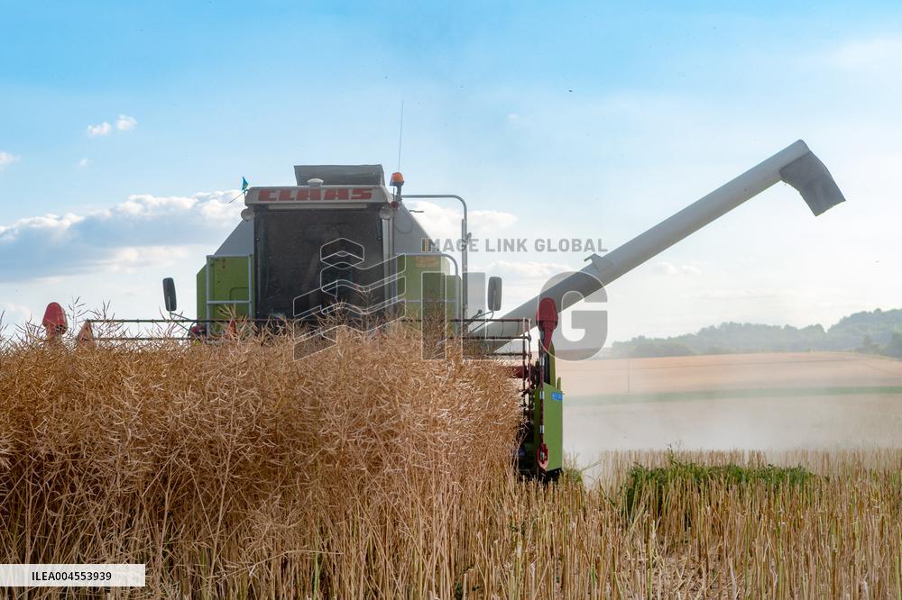 Rapeseed harvest near Chamoy in Aude - France