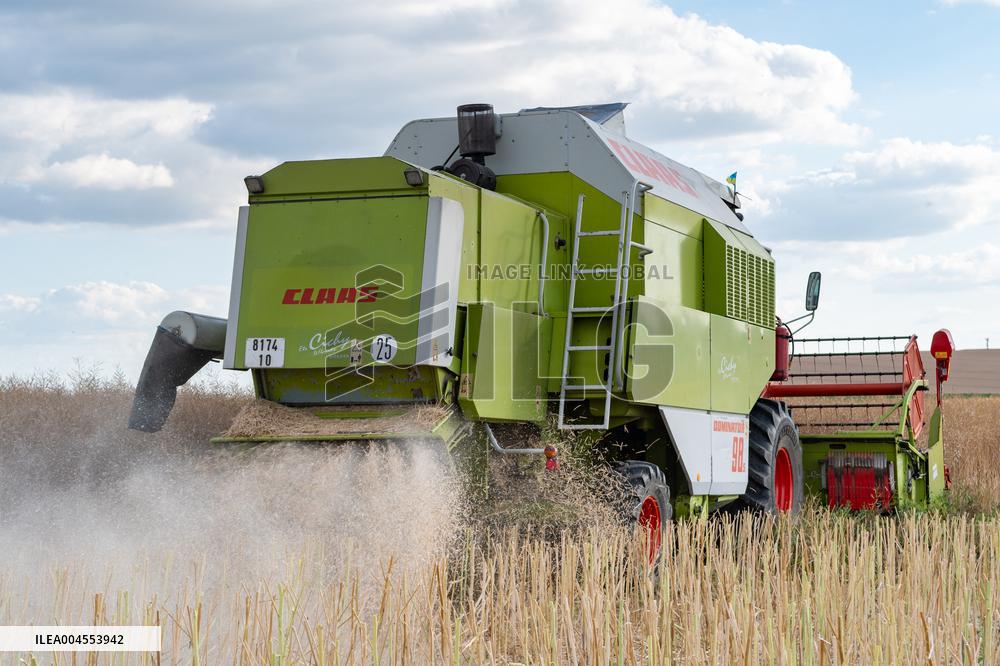 Rapeseed harvest near Chamoy in Aude - France