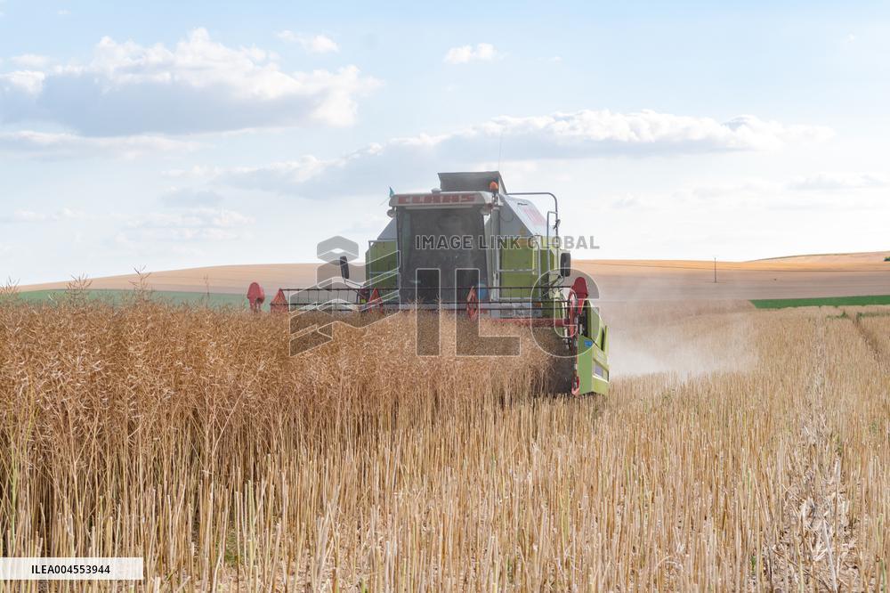 Rapeseed harvest near Chamoy in Aude - France