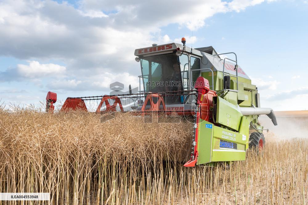 Rapeseed harvest near Chamoy in Aude - France