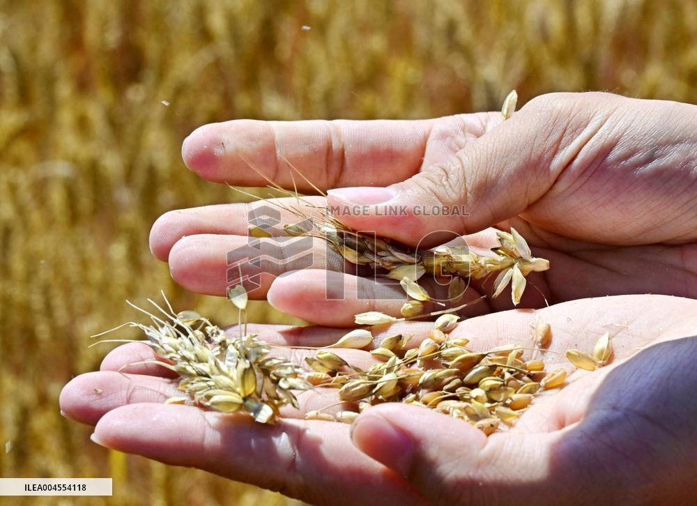 High-Tech Seeds And Tech-Driven Farming - China