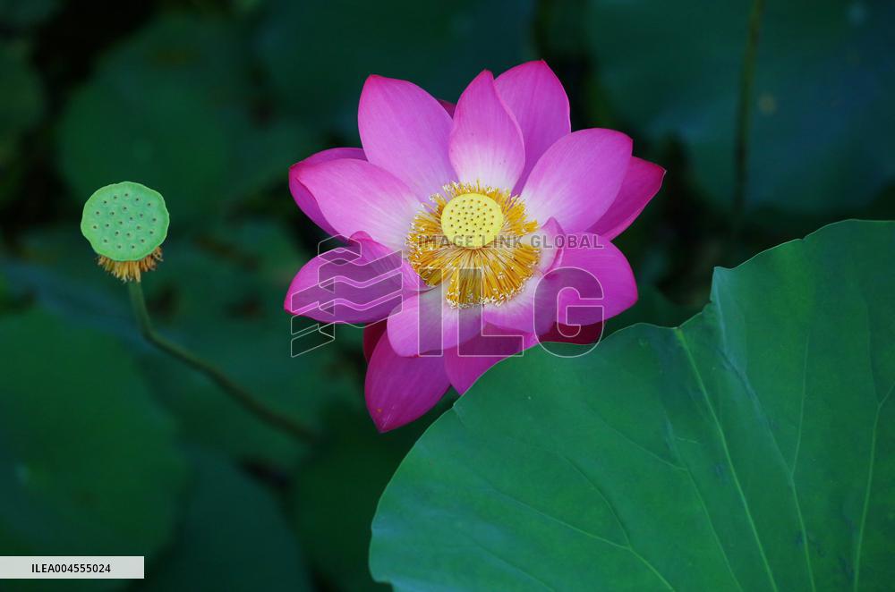 Summer Lotus Flowers - China