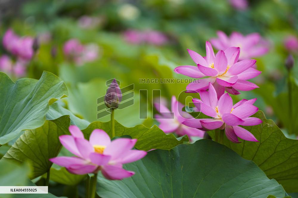 Summer Lotus Flowers - China