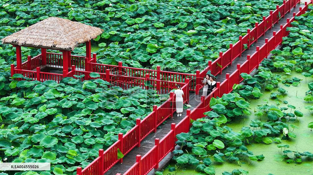 Summer Lotus Flowers - China