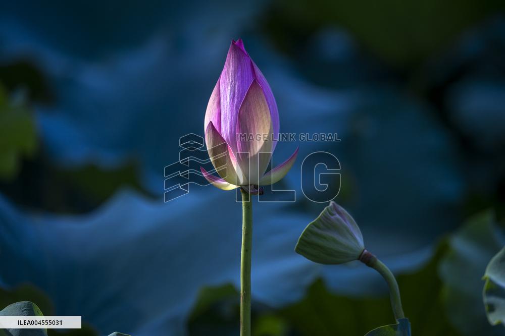 Summer Lotus Flowers - China