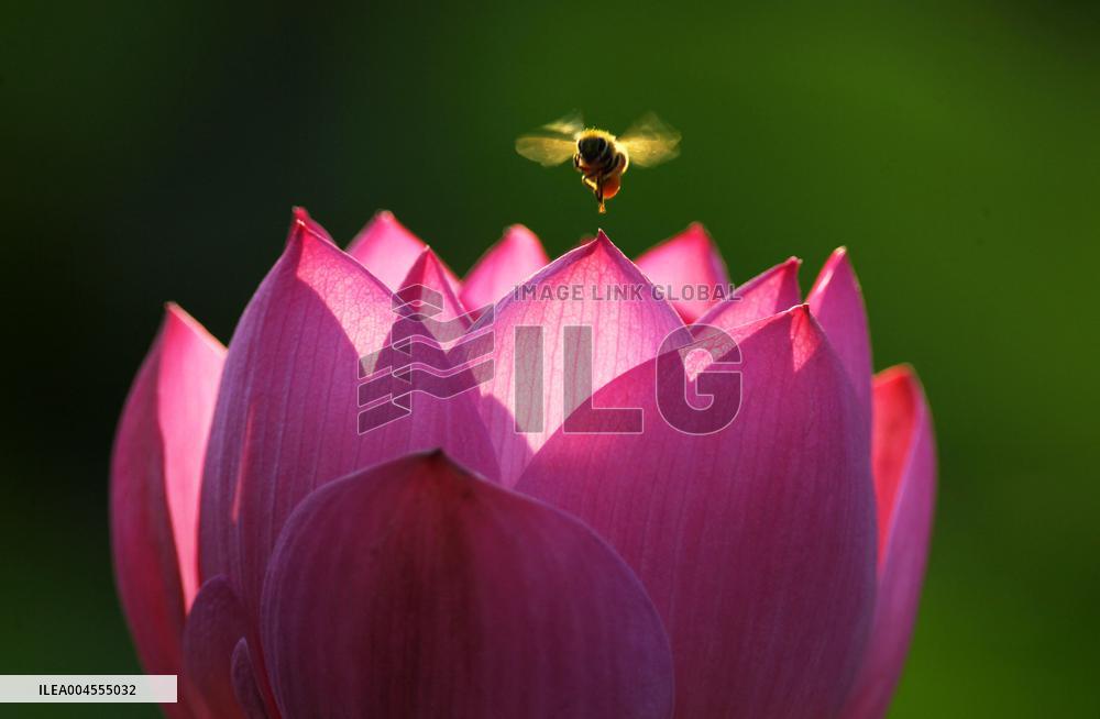 Summer Lotus Flowers - China
