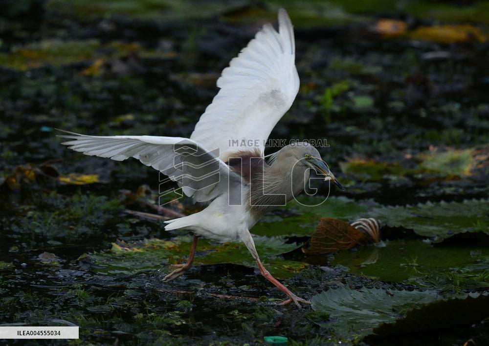 Wild Birds of Colombo - Sri Lanka
