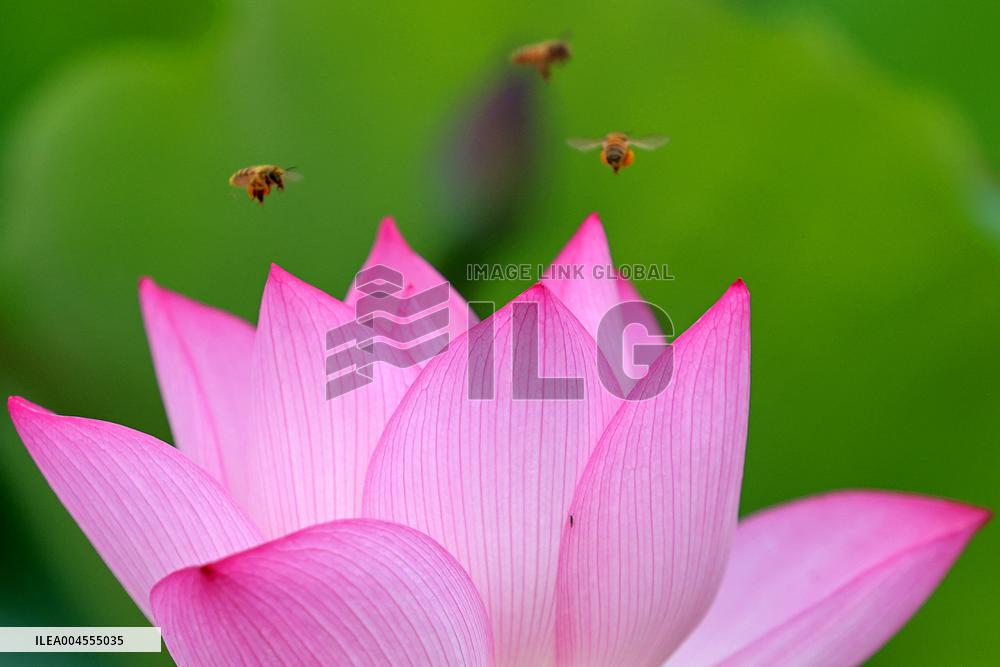Summer Lotus Flowers - China