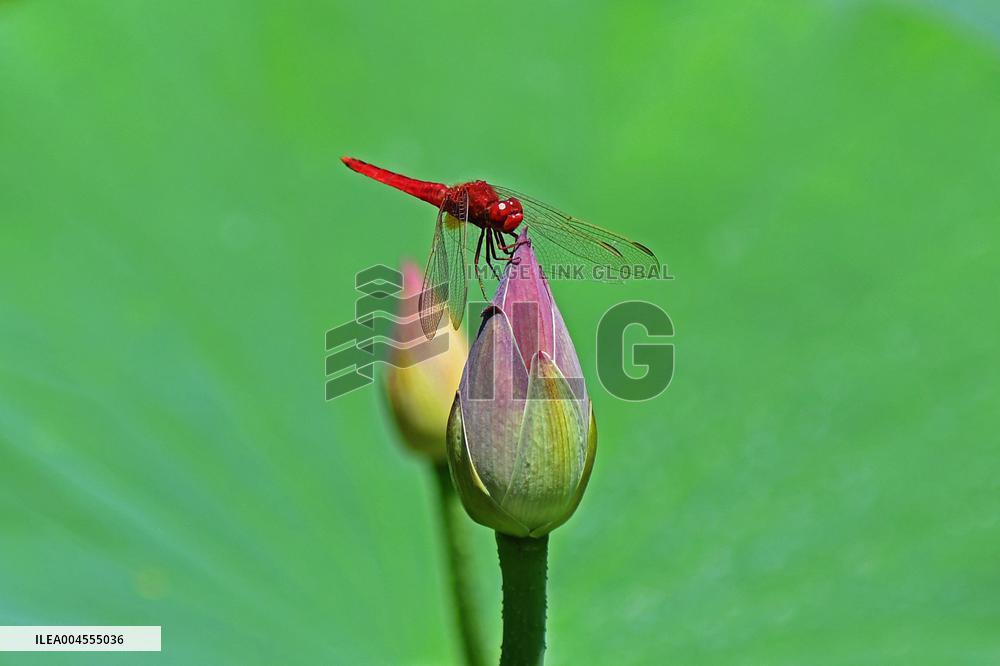 Summer Lotus Flowers - China