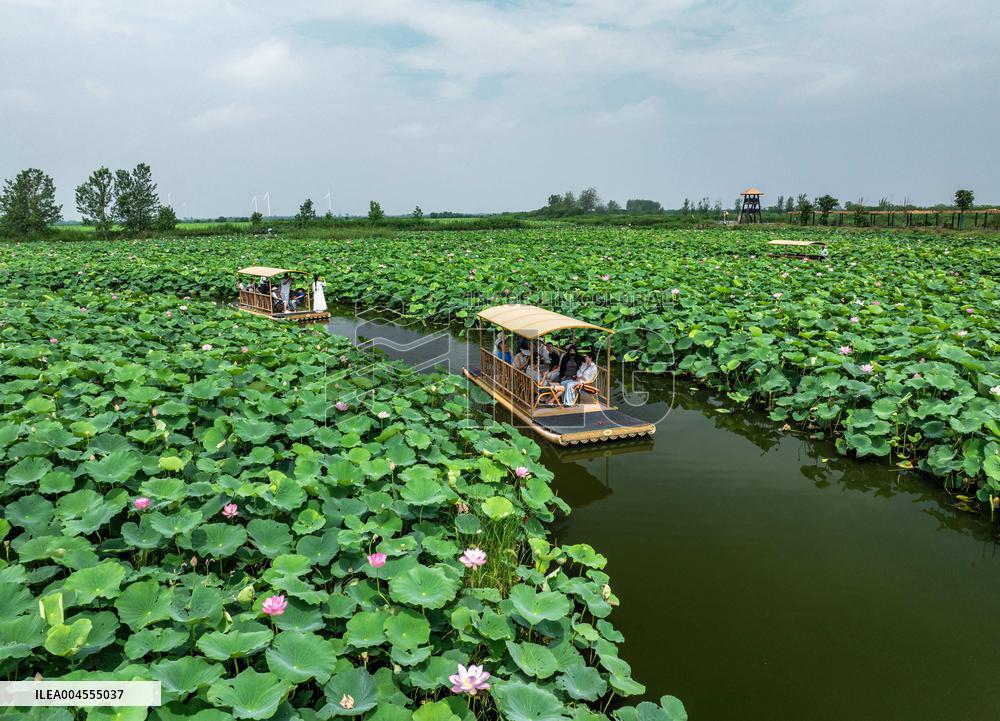 Summer Lotus Flowers - China