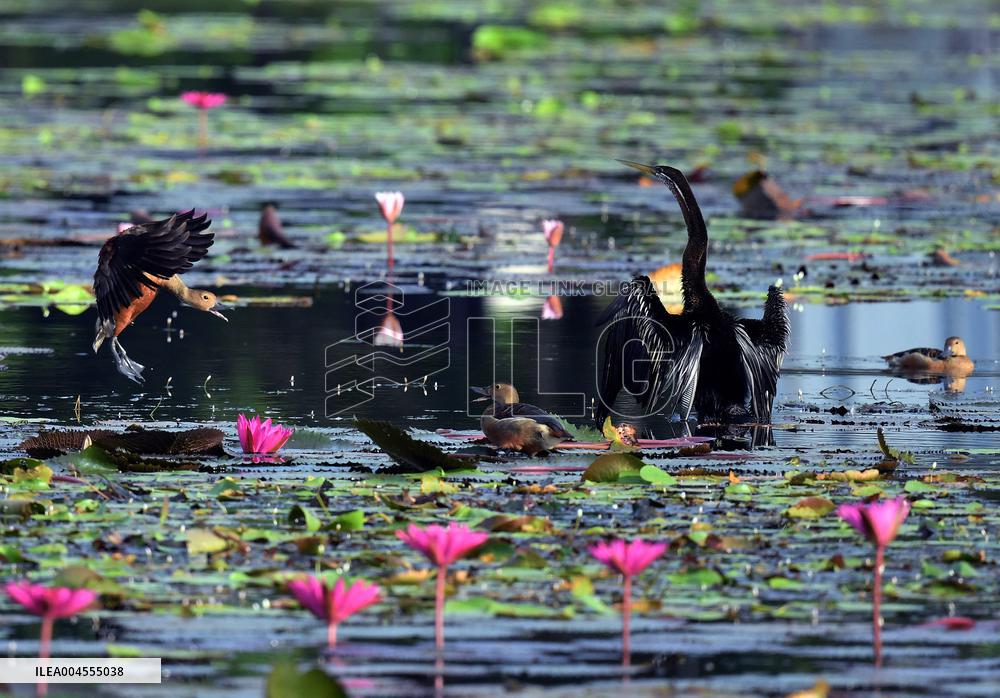 Wild Birds of Colombo - Sri Lanka