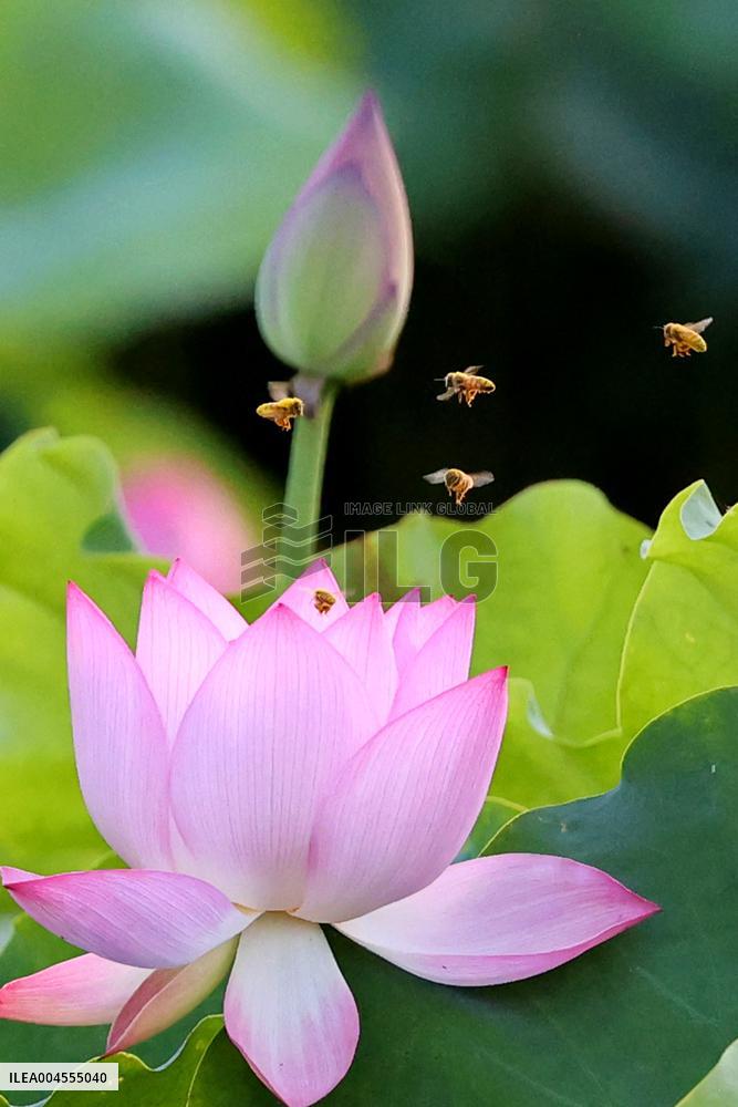 Summer Lotus Flowers - China