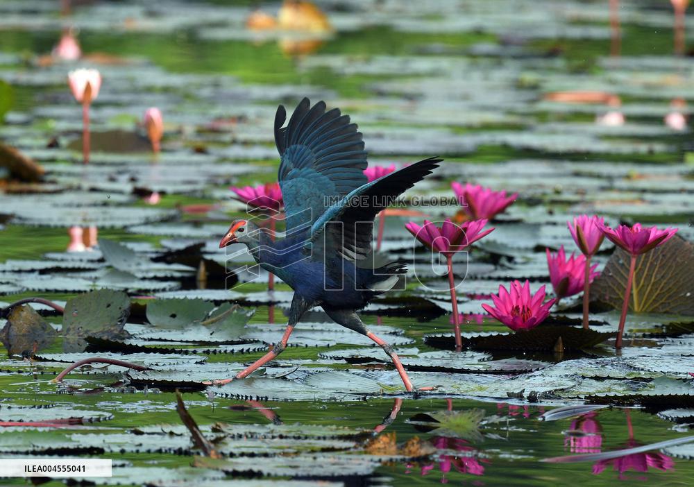 Wild Birds of Colombo - Sri Lanka