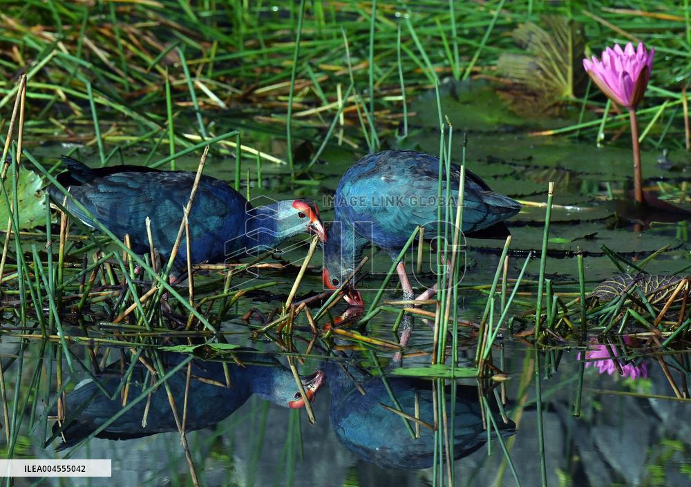 Wild Birds of Colombo - Sri Lanka