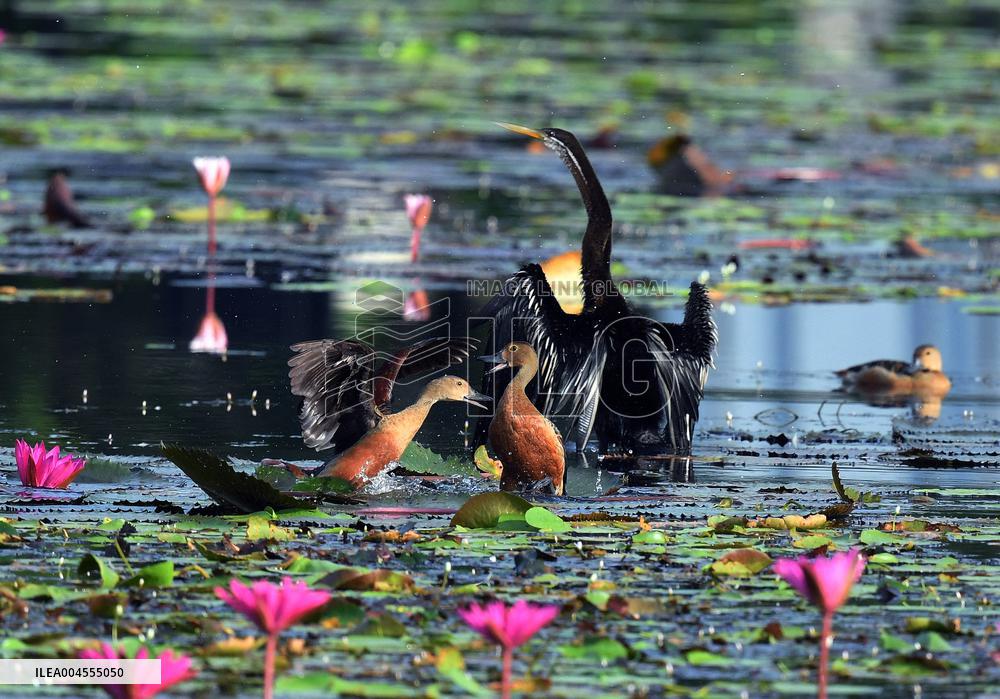 Wild Birds of Colombo - Sri Lanka
