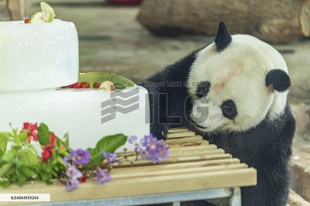 Twin Giant Pandas 9th Birthday Celebration in Nanning Zoo