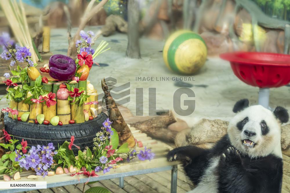 Twin Giant Pandas 9th Birthday Celebration in Nanning Zoo