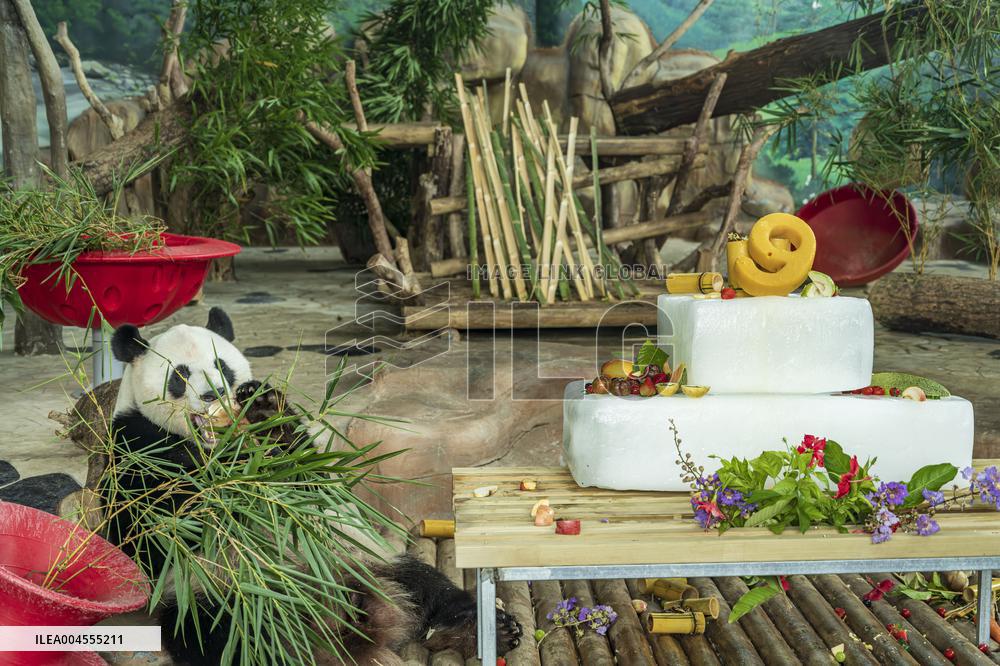 Twin Giant Pandas 9th Birthday Celebration in Nanning Zoo