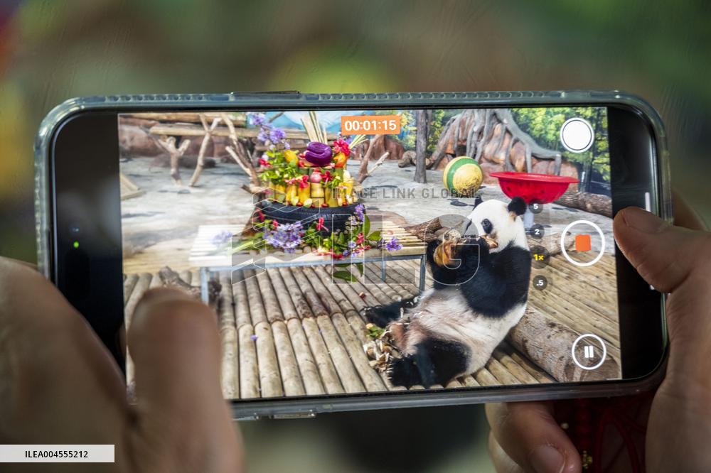 Twin Giant Pandas 9th Birthday Celebration in Nanning Zoo