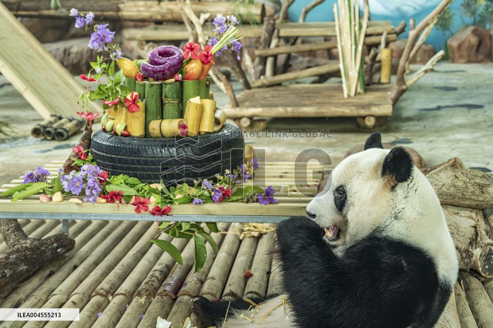 Twin Giant Pandas 9th Birthday Celebration in Nanning Zoo