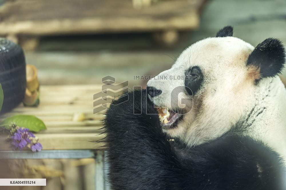 Twin Giant Pandas 9th Birthday Celebration in Nanning Zoo