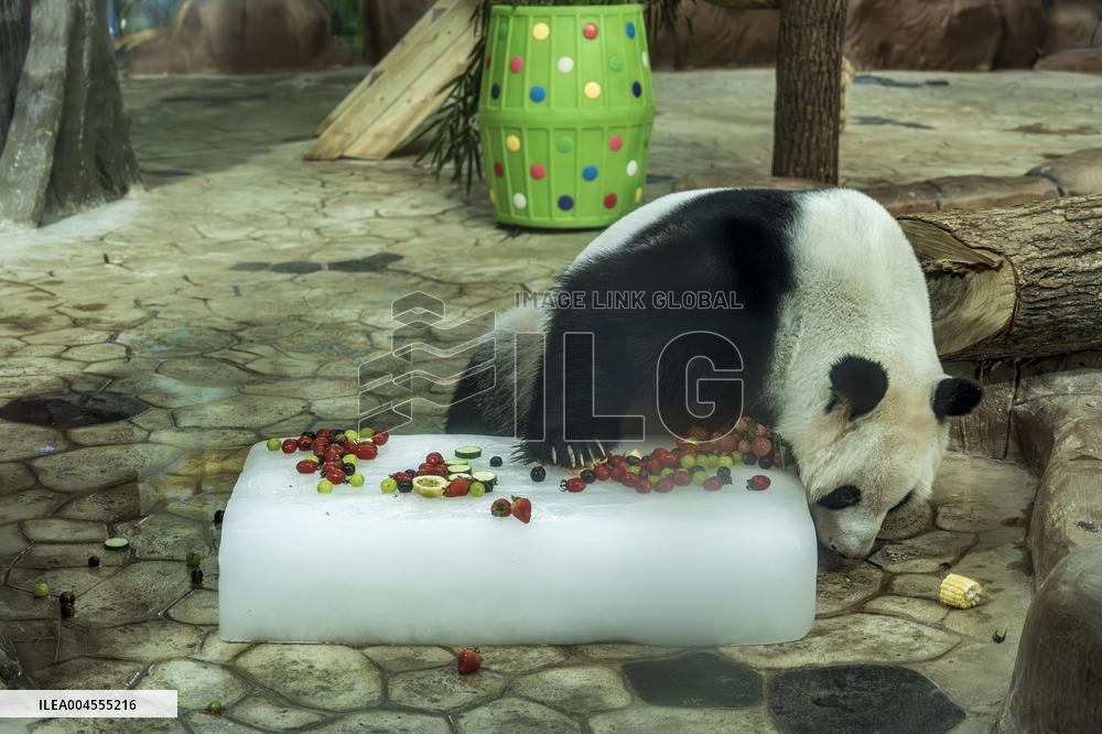 Twin Giant Pandas 9th Birthday Celebration in Nanning Zoo
