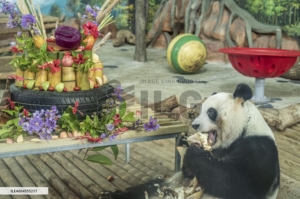 Twin Giant Pandas 9th Birthday Celebration in Nanning Zoo