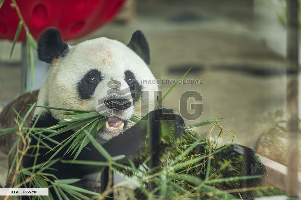 Twin Giant Pandas 9th Birthday Celebration in Nanning Zoo